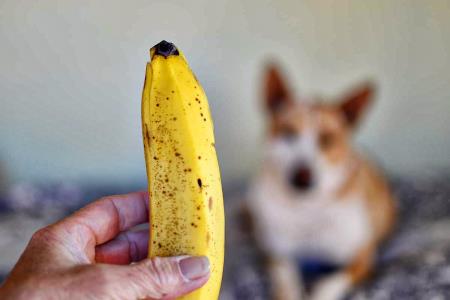 Kaj se vam lahko zgodi, če jeste preveč zrele banane?